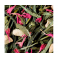 Зеленый чай Dammann Freres Мисс Дамманн в пакетиках 24 шт - фото-5